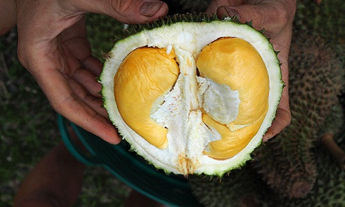 Sầu riêng là một trong những đặc sản nổi tiếng tại Thái Lan. Tuy nhiên, do có mùi đặc trưng mà nhiều người cho là "thối" khiến họ không dám thử. Ảnh: Year of the Durian.