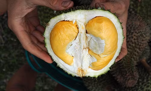 Sầu riêng là một trong những đặc sản nổi tiếng tại Thái Lan. Tuy nhiên, do có mùi đặc trưng mà nhiều người cho là "thối" khiến họ không dám thử. Ảnh: Year of the Durian.