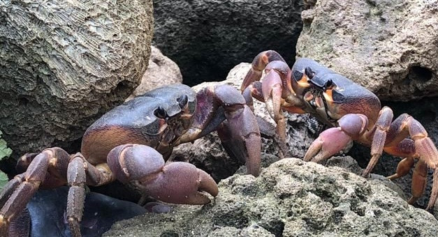 Theo nguồn tin trên báo Dân Việt, trước đây cua dẹp nhiều và chẳng mấy ai quan tâm... Ảnh: Dân Việt.