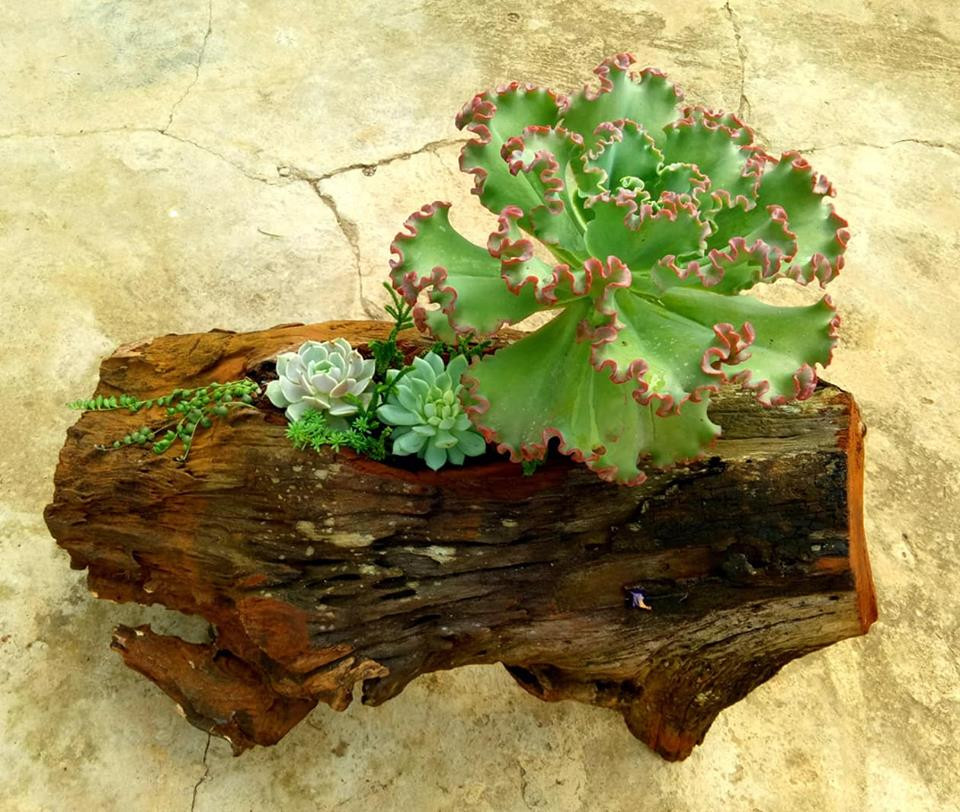 Chết mê với vẻ đẹp lạ lùng của chậu sen đá. Nguồn ảnh: FB Anna Nguyen.