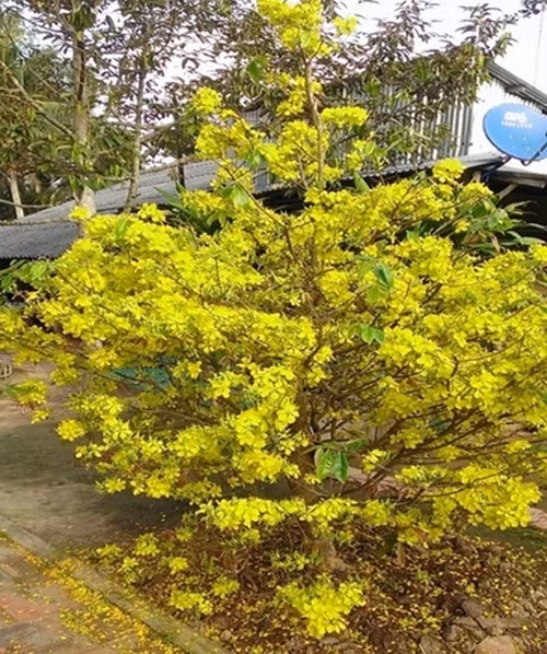 Giá bán mai vàng nguyên thủy trên các trang web ít khi được công khai giá (Ảnh: KT)