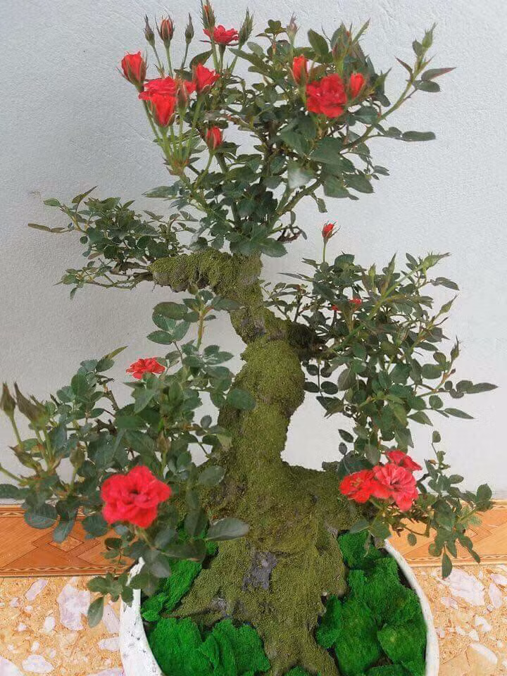 Gốc cây to, nhiều hoa và nụ được rao bán với giá hơn 1 triệu đồng. Ảnh: FB Thân Thương.