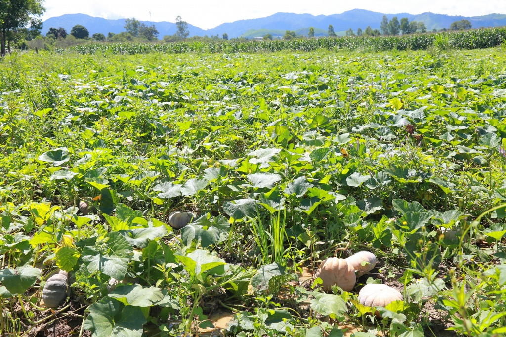 Nhiều gia đình chấp nhận bỏ bí ngoài ruộng vì không có thương lái hỏi mua. Ảnh: Doisongphaply.