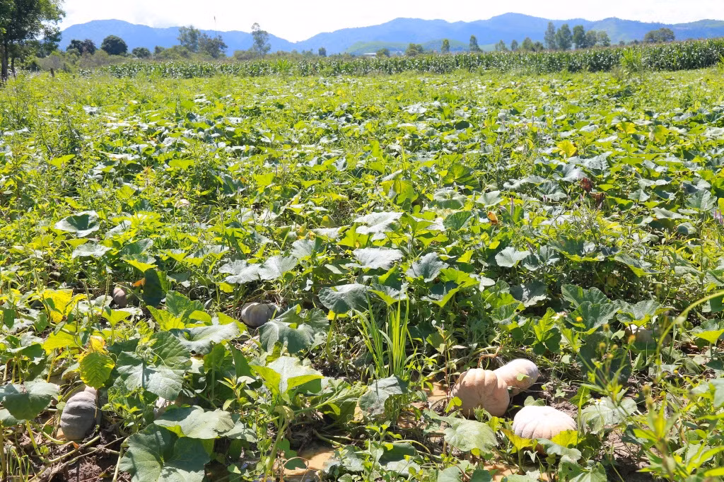 Nhiều gia đình chấp nhận bỏ bí ngoài ruộng vì không có thương lái hỏi mua. Ảnh: Doisongphaply.