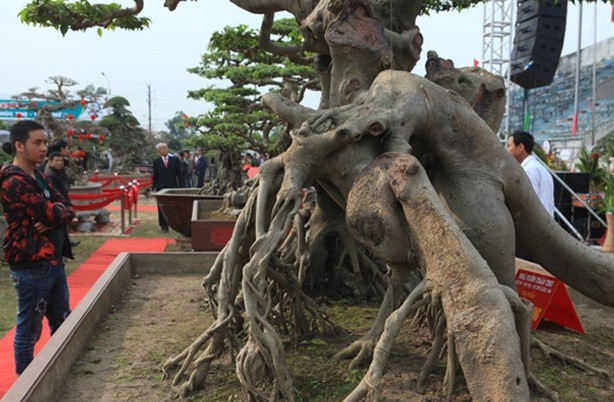 Sanh cổ gồm hai gốc cây. Một gốc cây như con mãnh hổ, một gốc cây đối diện như hai con rồng cuộn vào nhau. Ảnh: Dân Việt.