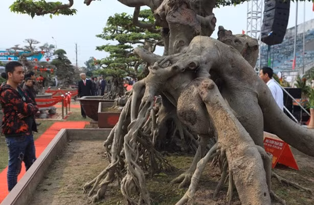 Sanh cổ gồm hai gốc cây. Một gốc cây như con mãnh hổ, một gốc cây đối diện như hai con rồng cuộn vào nhau. Ảnh: Dân Việt.