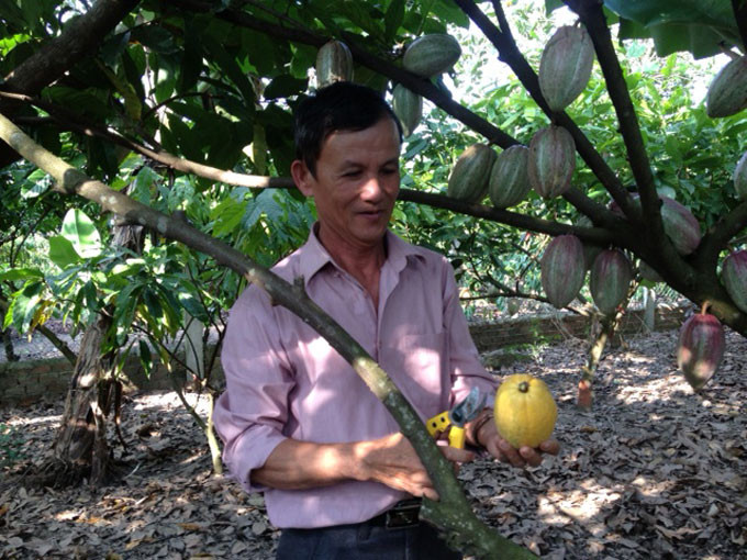 Mới đây, Hội đồng Ca cao Quốc tế (ICC) xếp Việt Nam vào nhóm các nước trồng ca cao có sản phẩm đạt hương vị tốt. Ảnh: Dân Việt.