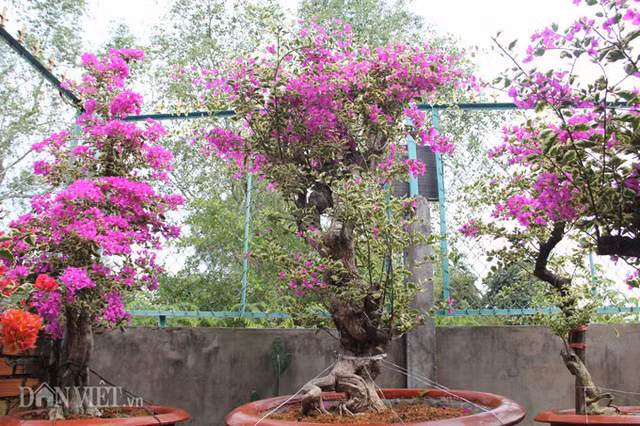 Vì vậy, hoa giấy 6 màu của anh được tiêu thụ rất dễ dàng. Nhiều ngày qua, người dân địa phương, khách du lịch các nơi thường xuyên đến vườn nhà anh tìm hiểu, hỏi giá cả, quay phim, chụp ảnh...