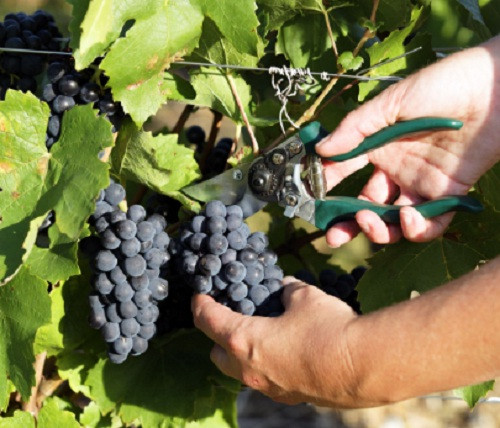 Trung bình mỗi người Mỹ tiêu thụ khoảng 8 pound (tương 3,6 gg) nho tươi mỗi năm. Trong đó 98% lượng nho đến từ California. Ảnh: Worldpress.