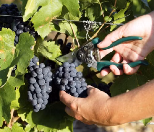 Trung bình mỗi người Mỹ tiêu thụ khoảng 8 pound (tương 3,6 gg) nho tươi mỗi năm. Trong đó 98% lượng nho đến từ California. Ảnh: Worldpress.