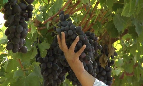 Mùa thu hoạch nho đen không hạt Mỹ kéo dài từ tháng 5 đến tháng 1 năm sau. Ảnh: Youtube.