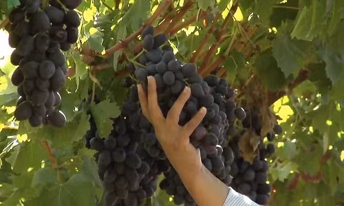 Mùa thu hoạch nho đen không hạt Mỹ kéo dài từ tháng 5 đến tháng 1 năm sau. Ảnh: Youtube.