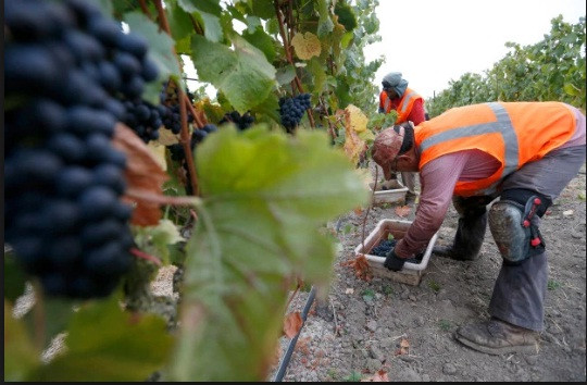  Nho đen không hạt là giống nho được trồng phổ biến California. Ảnh: Youtube.