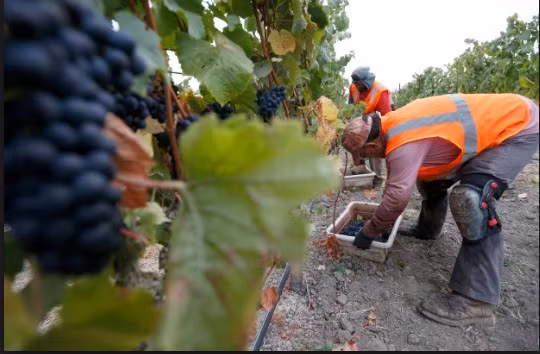  Nho đen không hạt là giống nho được trồng phổ biến California. Ảnh: Youtube.