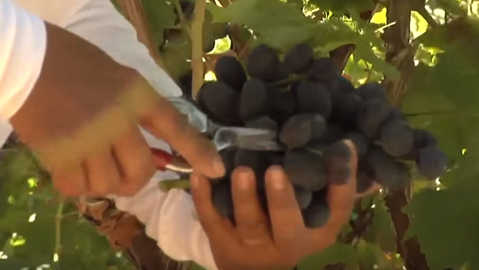 Những chùm nho được loại bớt quả nhỏ, quả không đạt chất lượng. Ảnh: Youtube.