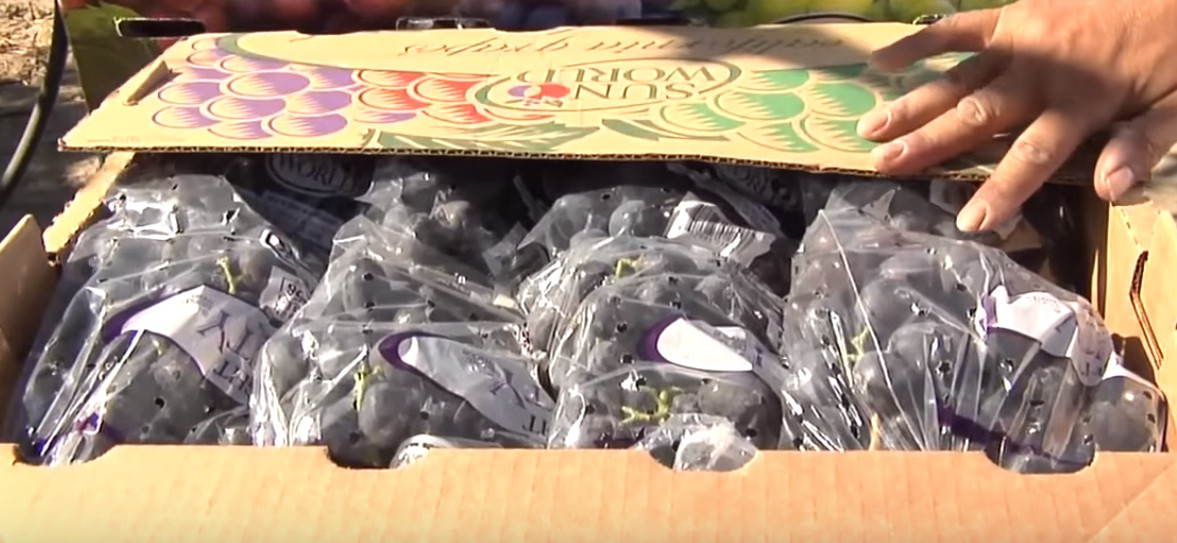 Những thùng nho được đóng kín và xuất đi khắp nơi trên thế giới. Ảnh: Youtube.