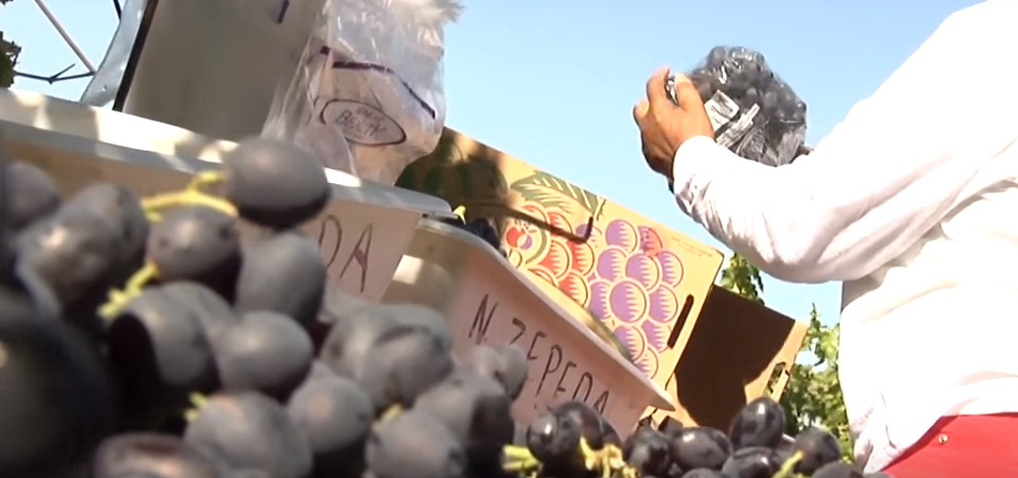 Từng chùm nho được đóng vào túi nilon sạch đã chuẩn bị sẵn. Ảnh: Youtube.