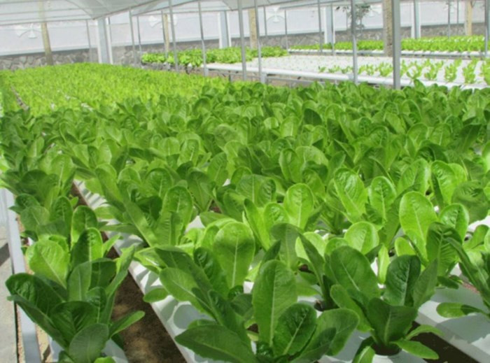 Hiện, anh Phong đã triển khai lắp đặt trên 40 mô hình "rau sạch nhà phố" và 3 mô hình lớn với diện tích 2.000 m3. Ảnh: Báo TNMT.