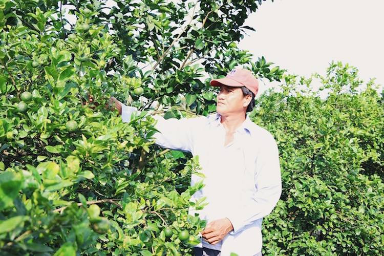 Vườn chanh bông tím cũng giúp anh út Hiền (Đông Hòa Hiệp, huyện Cái Bè, tỉnh Tiền Giang) làm giàu. Ảnh: Nghĩa Coco/ Khoẻ Plus.