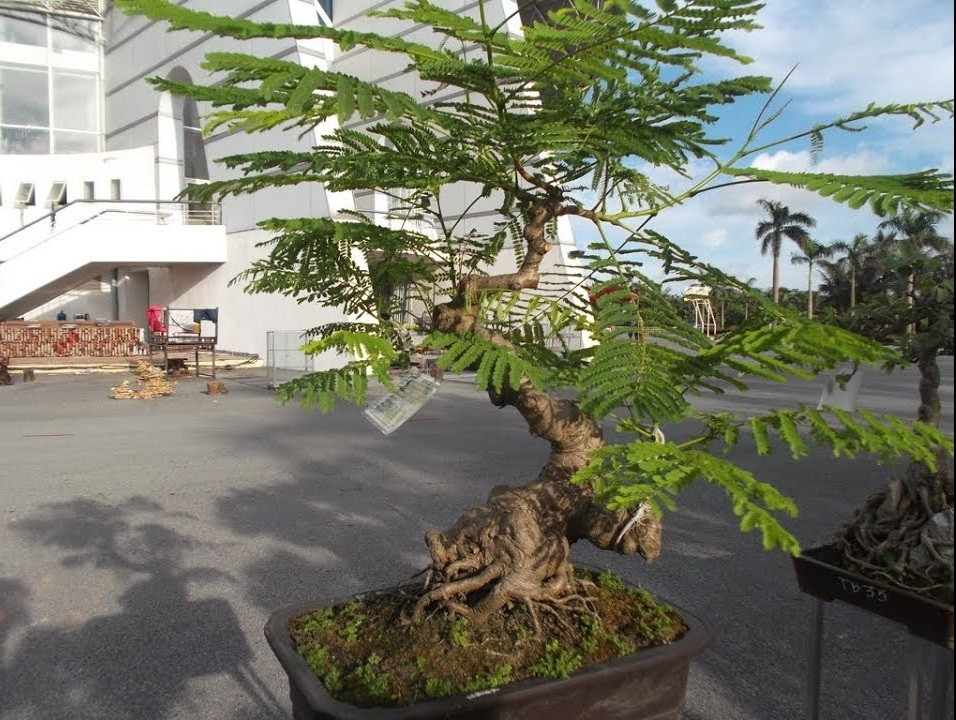 Hoa phượng vĩ là cây ưa sáng, nếu gặp điều kiện thuận lợi cây phát triển khá nhanh. Ảnh: Nongy.