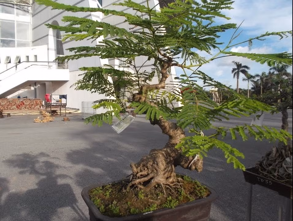 Hoa phượng vĩ là cây ưa sáng, nếu gặp điều kiện thuận lợi cây phát triển khá nhanh. Ảnh: Nongy.