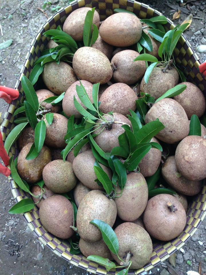 Giá hồng xiêm Mexicô thương lái thu mua tại vườn loại khoảng 3 trái/kg trở lên giá 35.000 đồng; còn loại nhỏ hơn giá 25.000 đồng/kg. Ảnh: FB Nguyen Lap Phuong.