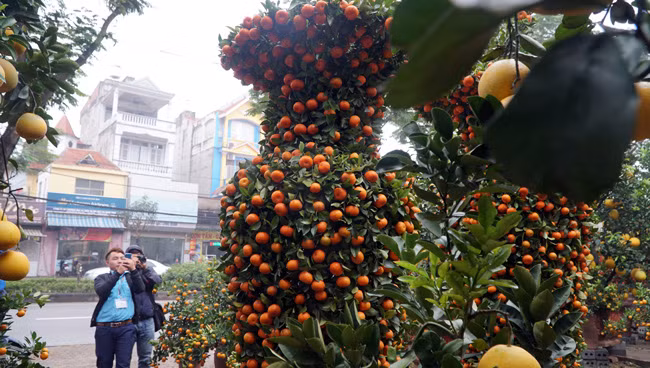 Những cây được chọn lựa để làm lộc bình "khủng" là những cây khoảng 8 năm tuổi, nhiều trái để khi tạo hình không có chỗ hở, trái đều khắp thân.