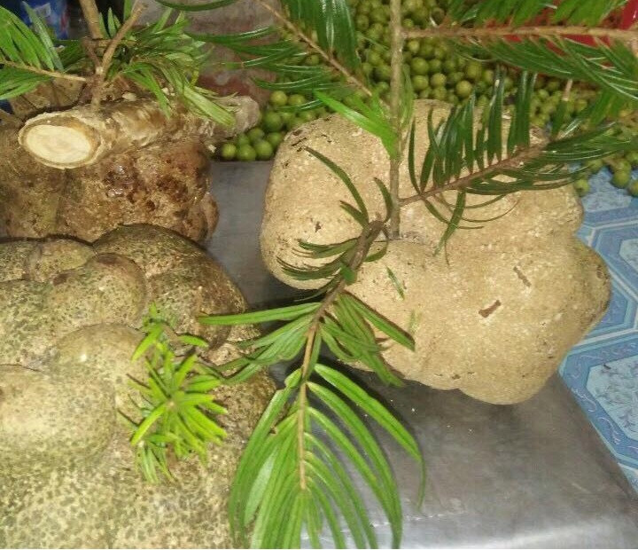 Nấm phục linh thiên còn được cho là có tác dụng chữa ưng thư. Ảnh: Trungtamduoclieu.