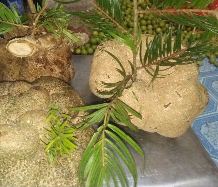 Nấm phục linh thiên còn được cho là có tác dụng chữa ưng thư. Ảnh: Trungtamduoclieu.