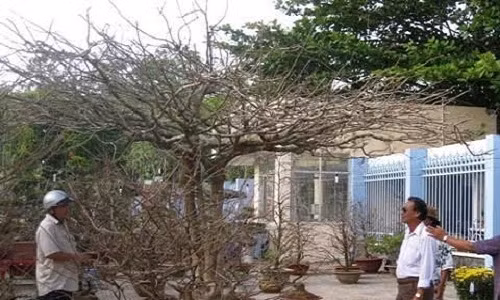 Cây mai cao hơn 3m, tán rộng hơn 5m, thân cây được chia làm 3 cành rõ ràng: Thân bố mẹ ôm tròn thân con vào trong. Ảnh: Vietnamnet.