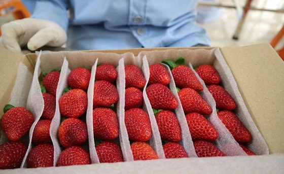 Trong quá trình chăm sóc, dâu tây được kiểm tra chất lượng nghiêm ngặt và đóng hộp chuyển đến người tiêu dùng. Ảnh: SGGP. Video: Mê hồn với vườn dâu tây Mỹ gây sốt tại Đà Lạt. Nguồn: VTC16.