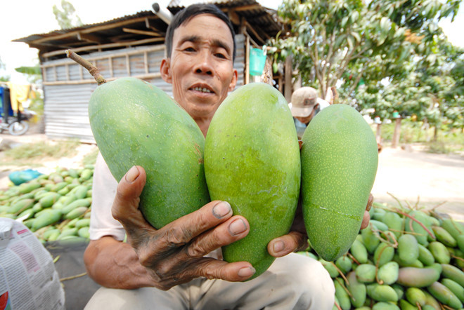 Xoài thích hợp ăn sống hoặc chỉ ăn ngon khi gần chín. Ảnh: Zing.