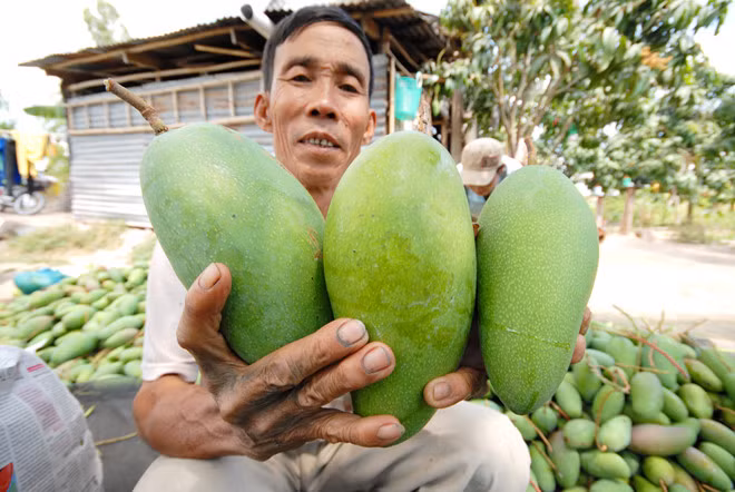 Xoài thích hợp ăn sống hoặc chỉ ăn ngon khi gần chín. Ảnh: Zing.