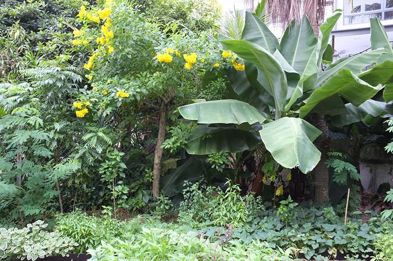 Anh mất 3 năm để cải tạo vườn ở sân sau của gia đình thành một khu rừng thu nhỏ.