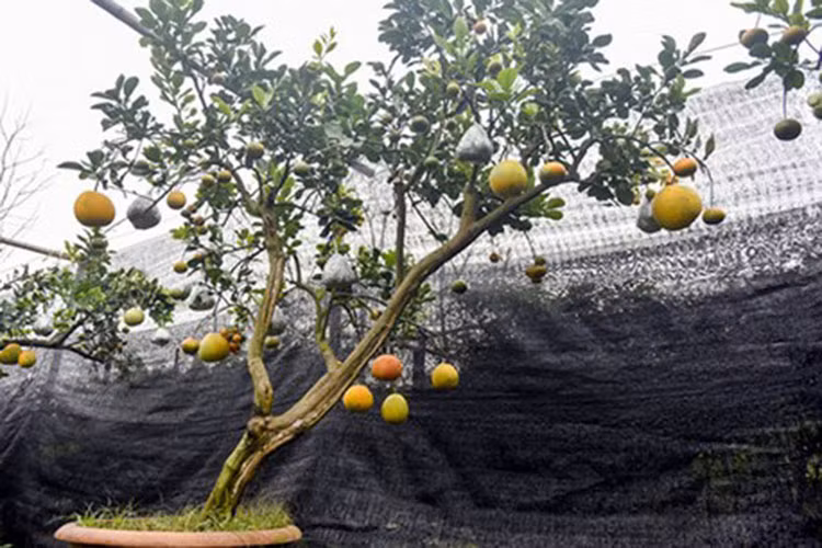 Một gốc cây bưởi có thế đẹp với 10 loại quả trên cây đã có người mua trước Tết. (Ảnh: Báo Dân Việt)./.