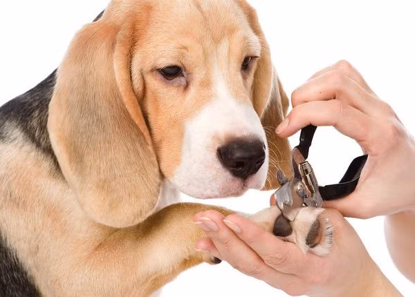 Ngoài thức ăn, những chú chó còn được đưa đi làm đẹp sang chảnh như người như cắt móng chân, tắm và massage ở quán....Ảnh: Thuypetpro.