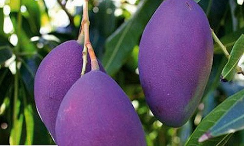 Cây xoài ba màu dễ trồng và bắt đầu cho trái chỉ sau 2 năm. Ảnh: VTC.