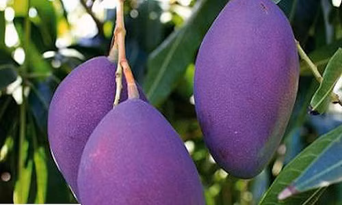 Cây xoài ba màu dễ trồng và bắt đầu cho trái chỉ sau 2 năm. Ảnh: VTC.