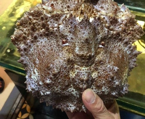 Theo chủ cửa hàng, sở dĩ gọi là ruby vì khi cuộn tròn phòng thủ, loài cua này cụm lại giống như một viên ngọc Ruby đỏ. Ảnh: Daohaisan.