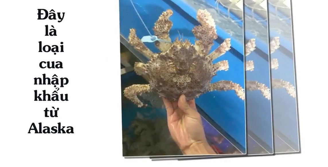 Được nhập khẩu từ Alaska về Việt Nam, cua ruby thường sống ở vùng biển lạnh của Mỹ. Ảnh: Youtube.