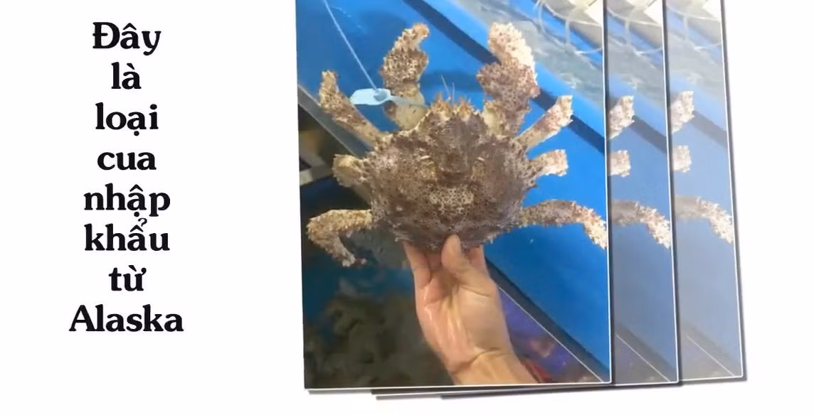 Được nhập khẩu từ Alaska về Việt Nam, cua ruby thường sống ở vùng biển lạnh của Mỹ. Ảnh: Youtube.