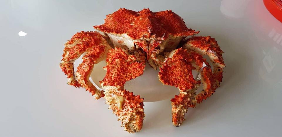 Thời gian gần đây trên thị trường xuất hiện loài cua ruby được cho là ngon hơn cả cua hoàng đế. Ảnh: FB Trần Thu Thuỷ.