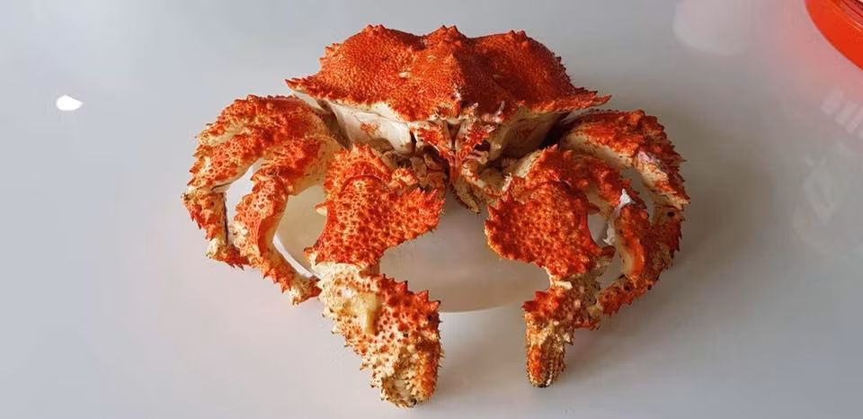 Thời gian gần đây trên thị trường xuất hiện loài cua ruby được cho là ngon hơn cả cua hoàng đế. Ảnh: FB Trần Thu Thuỷ.