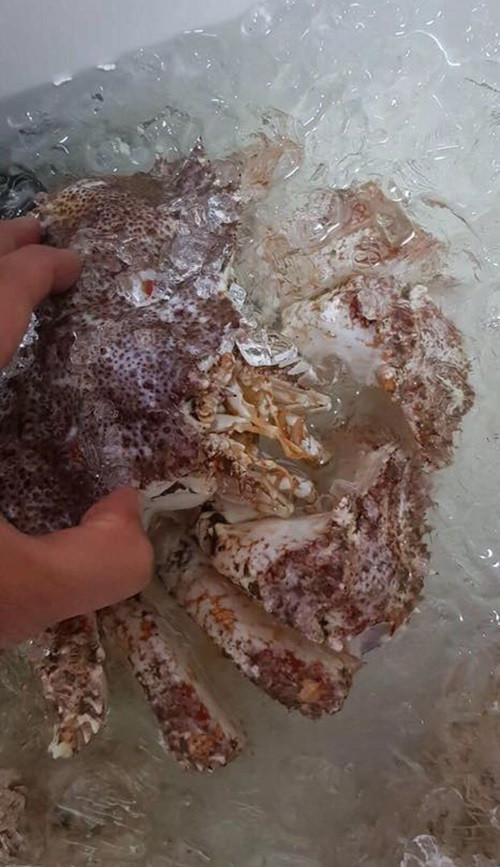 Cua ruby Alaska có lớp vỏ dày chắc khỏe, có 3 cặp chân và 1 cặp càng. Ảnh: FB Trần Thu Thuỷ.