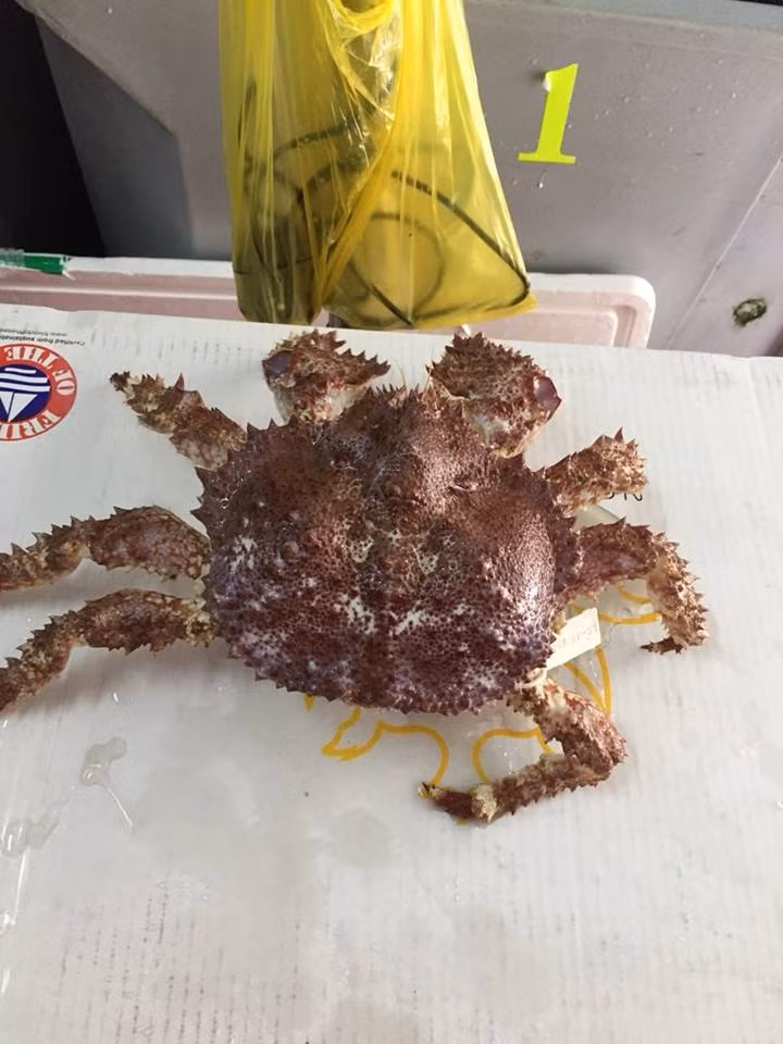 Cùng với cua nhện, cua hoàng đế, cua ruby Alaska là một trong số những loại cua rất được ưa chuộng ở Mỹ. Ảnh: FB Quán Hải Sản Hoàng.