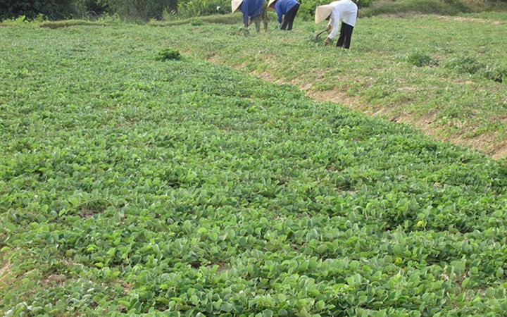 Nhờ trồng cây kim tiền thảo, người dân Hà Tĩnh thu hơn 3 triệu đồng/sào/năm, cao gấp 2 - 3 lần so với trồng hoa màu. Ảnh: Nông nghiệp Việt Nam.