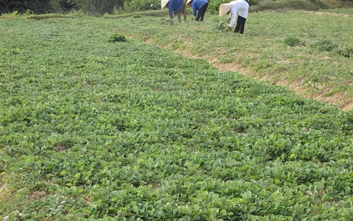 Nhờ trồng cây kim tiền thảo, người dân Hà Tĩnh thu hơn 3 triệu đồng/sào/năm, cao gấp 2 - 3 lần so với trồng hoa màu. Ảnh: Nông nghiệp Việt Nam.