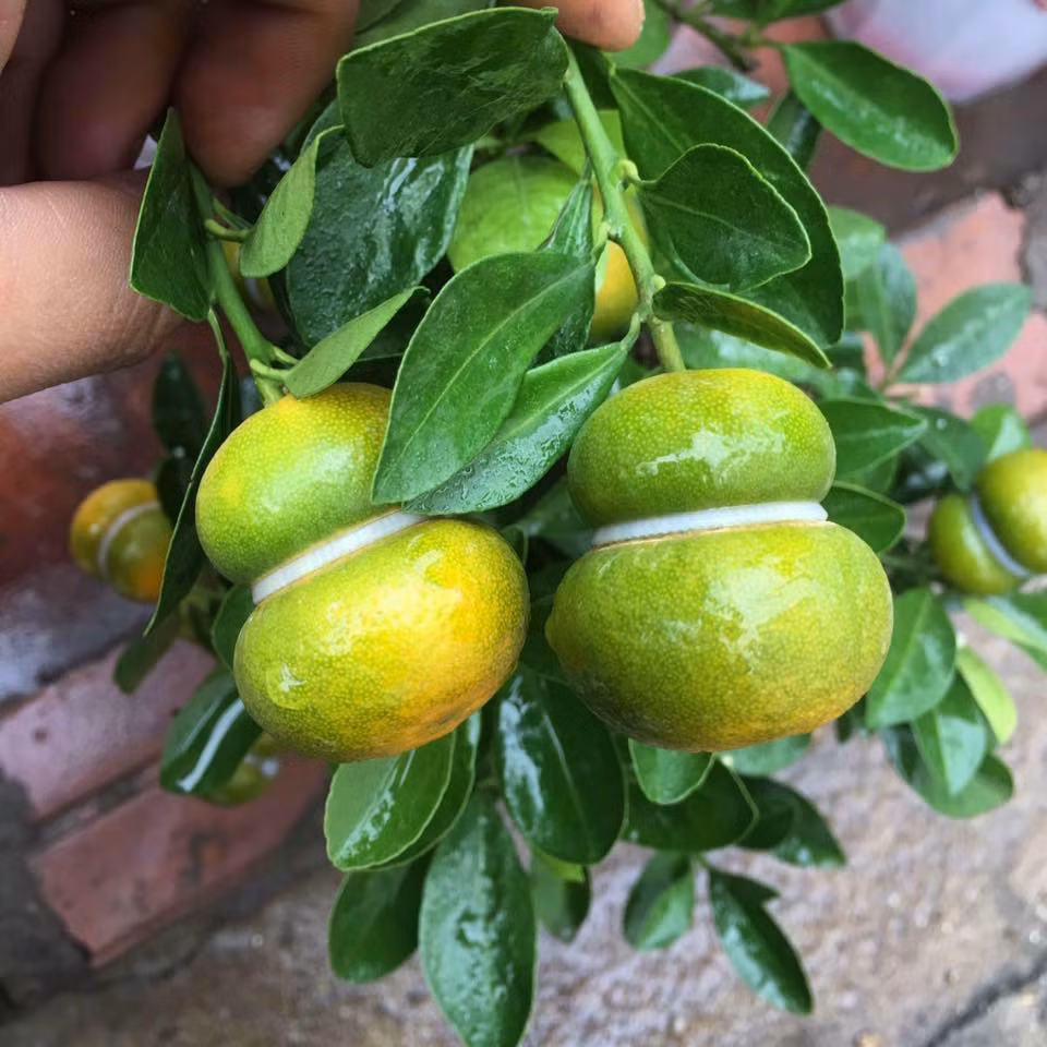Trái quất hồ lô mới lạ khiến nhiều chị em thích thú. Ảnh: FB Huyền Mũm Mĩm.