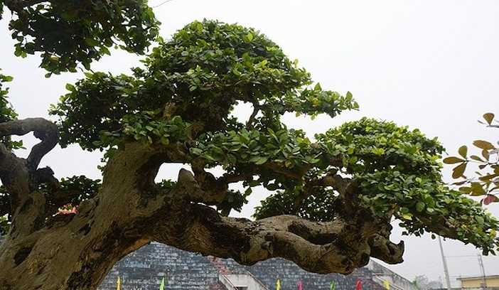 Cây sanh cổ có nét mảnh mai, mềm mại chứ không hoành tráng như những siêu cây bề thế, đòi hỏi cần nhiều công sức trong việc tạo hình. Ảnh: VTC.