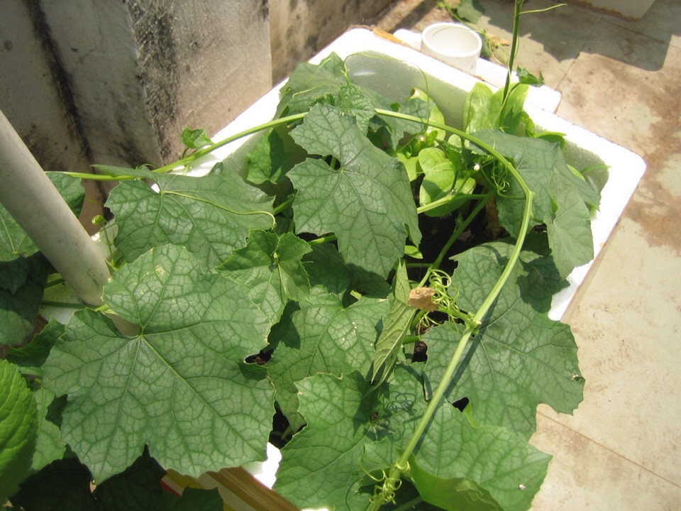 Mướp là loại cây dây leo dễ trồng, được nhiều gia đình chọn trồng trong thùng xốp trên ban công hay sân thượng. Ảnh: Tainguyenviet.